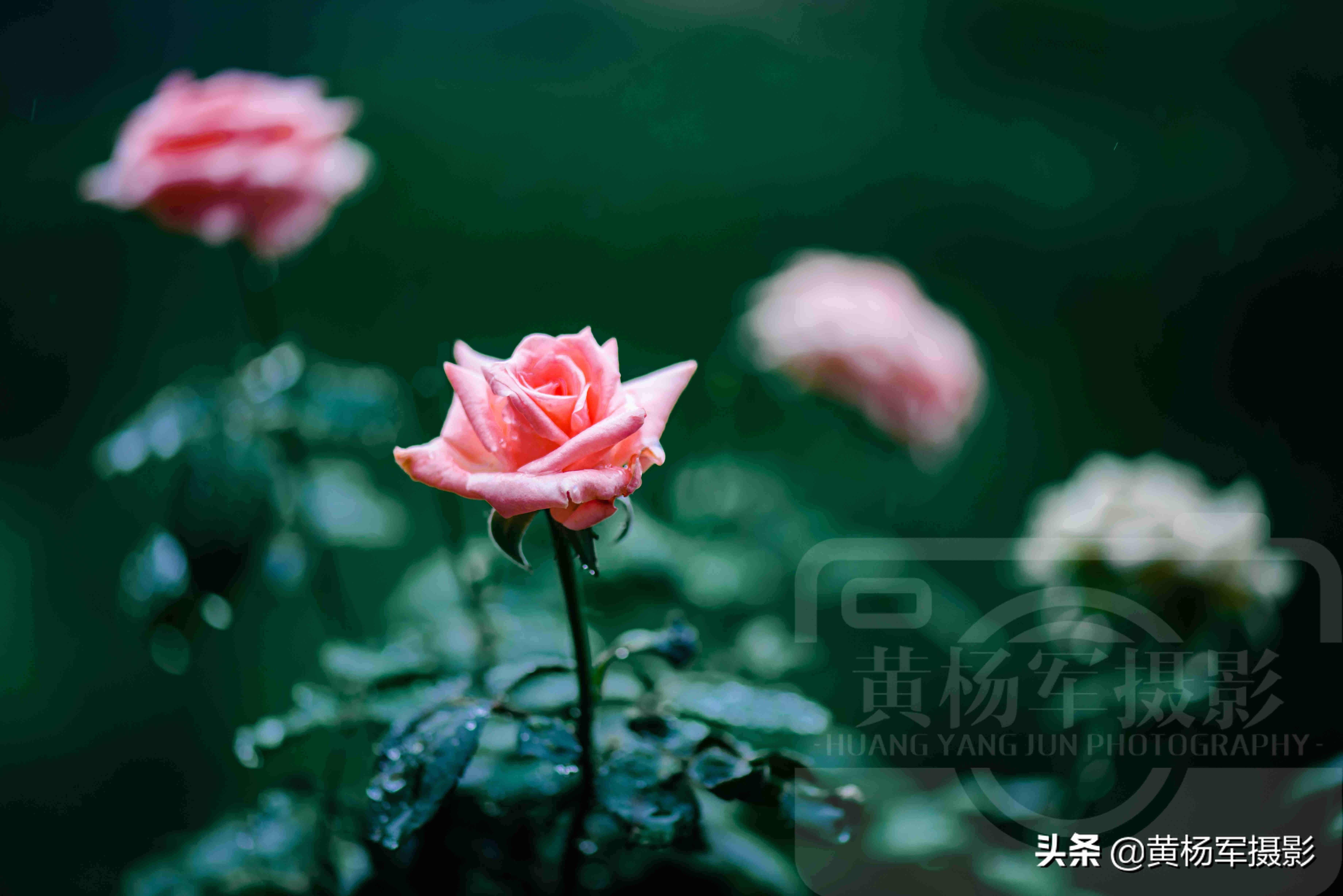 夏雨中娇艳多姿的玫瑰花，芬芳的花朵非常漂亮，妩媚绚丽的蔷薇科