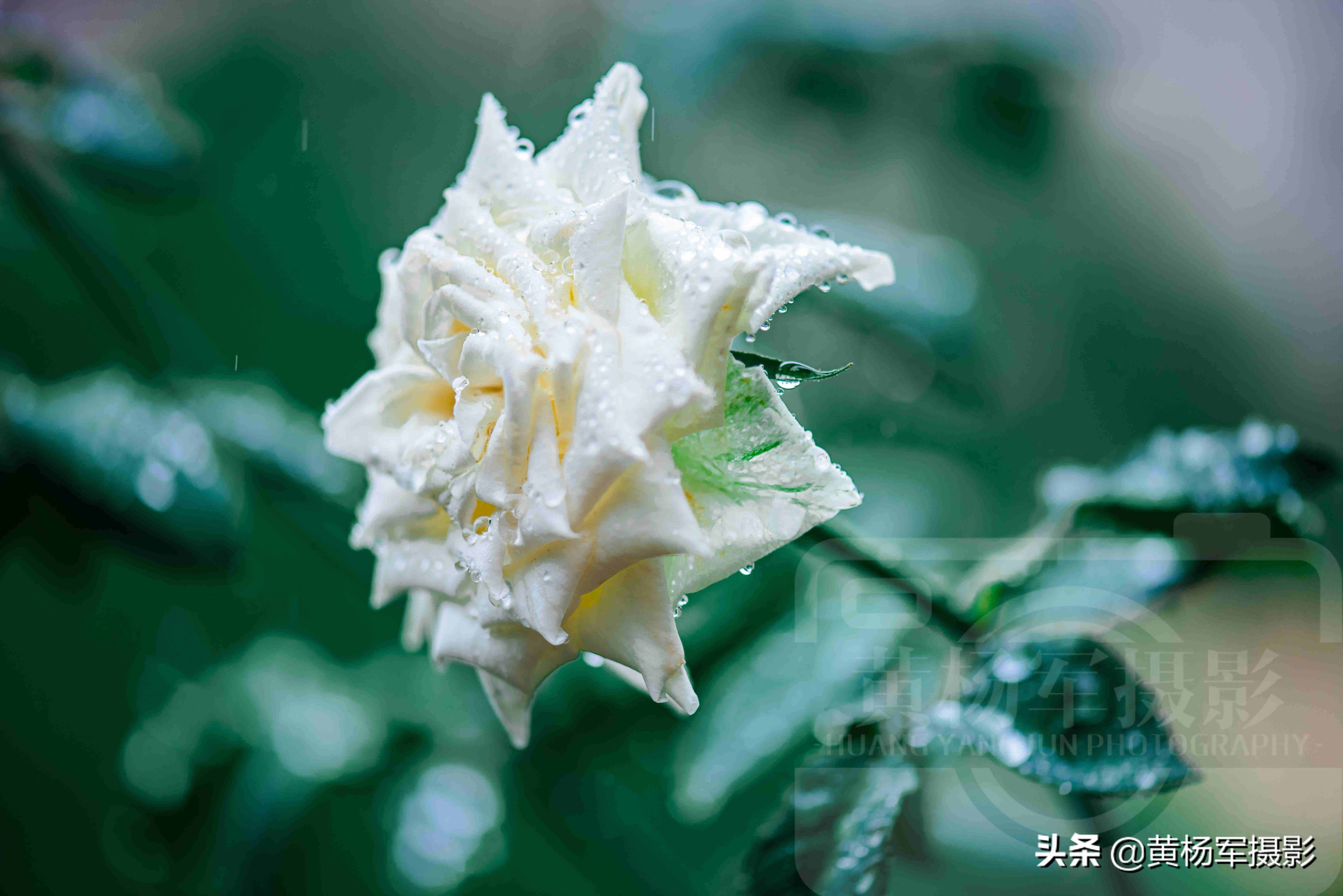 夏雨中娇艳多姿的玫瑰花，芬芳的花朵非常漂亮，妩媚绚丽的蔷薇科