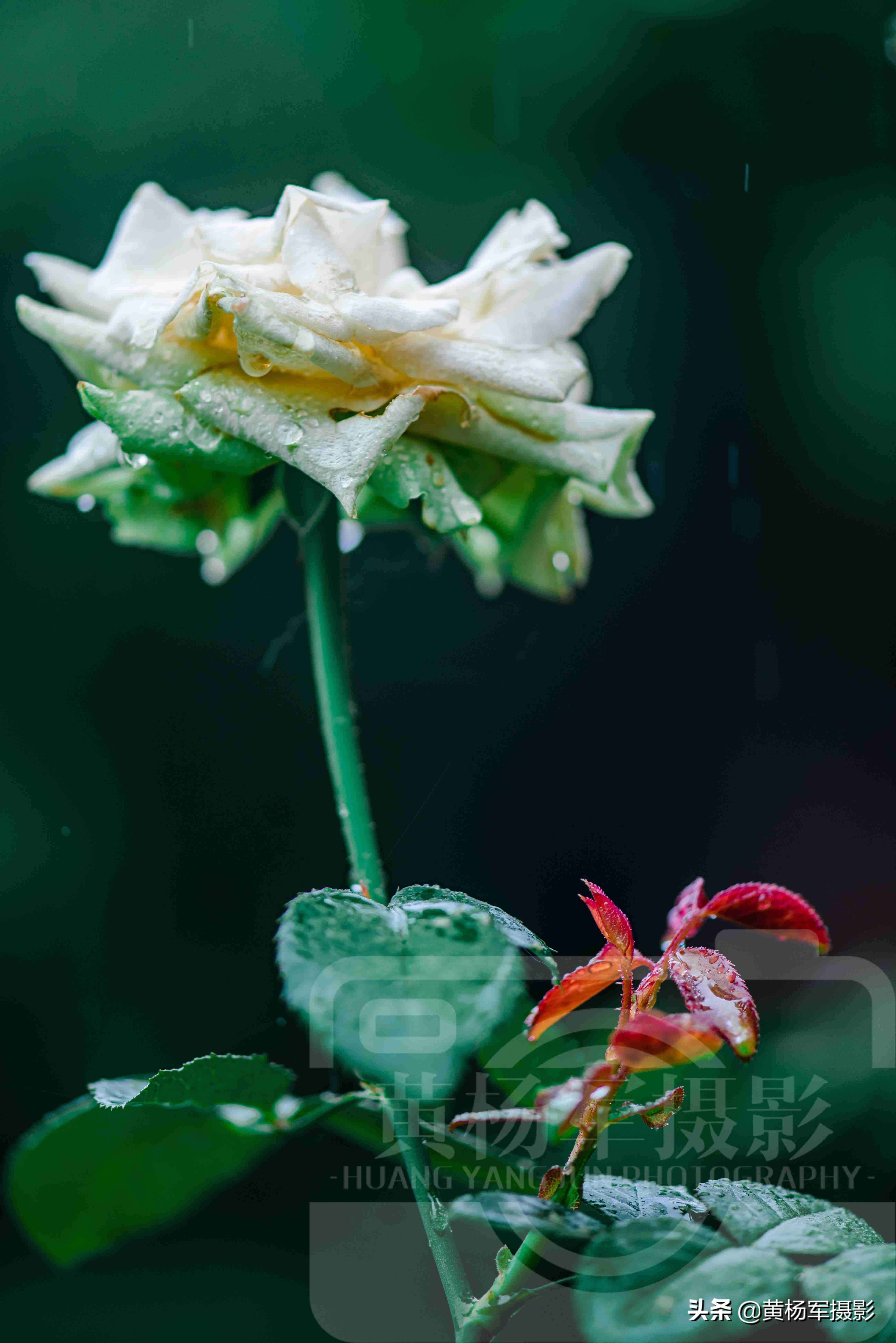 夏雨中娇艳多姿的玫瑰花，芬芳的花朵非常漂亮，妩媚绚丽的蔷薇科