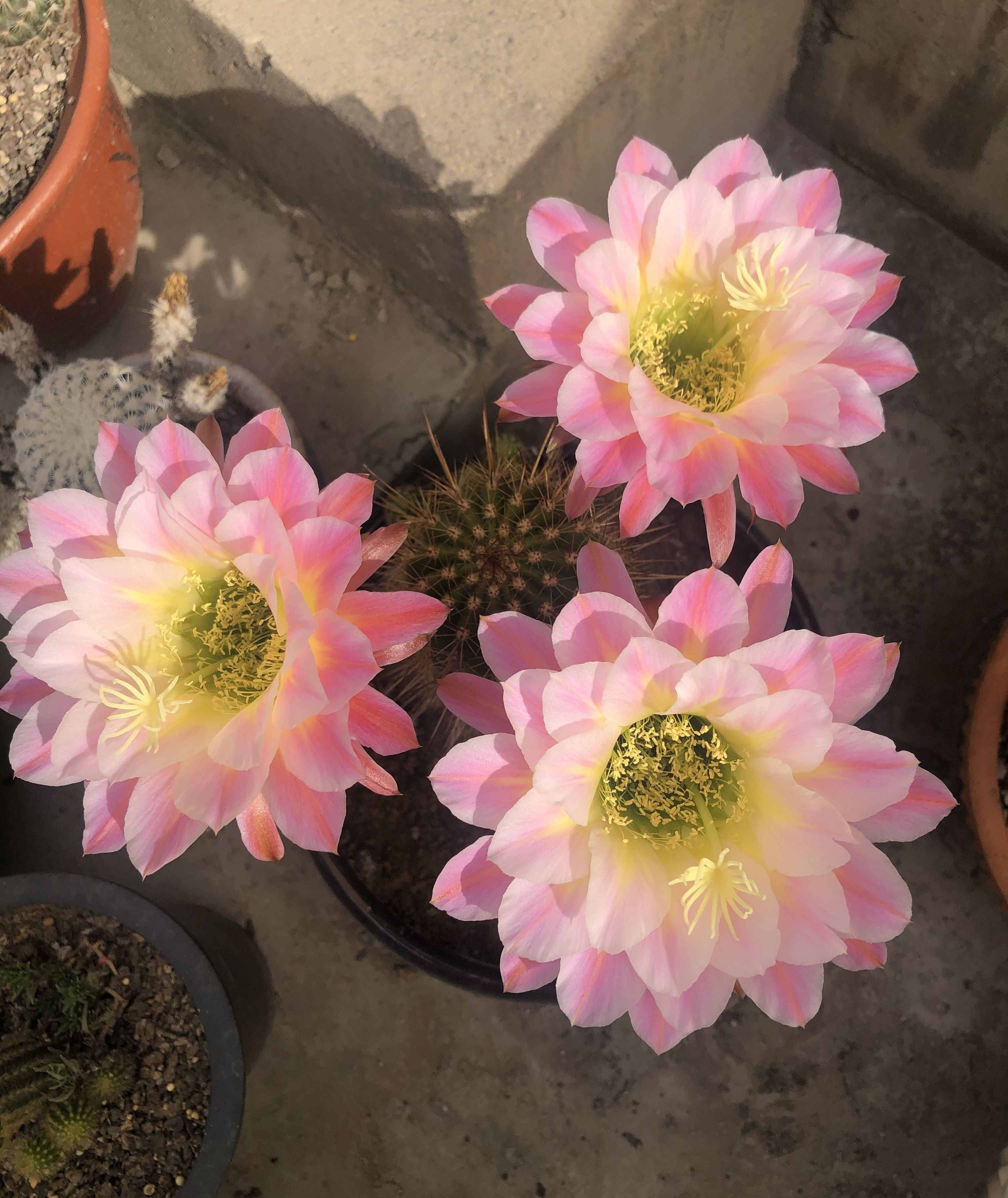 八种会开花的仙人球，每年花开好几次，美丽又好养，新手也能种