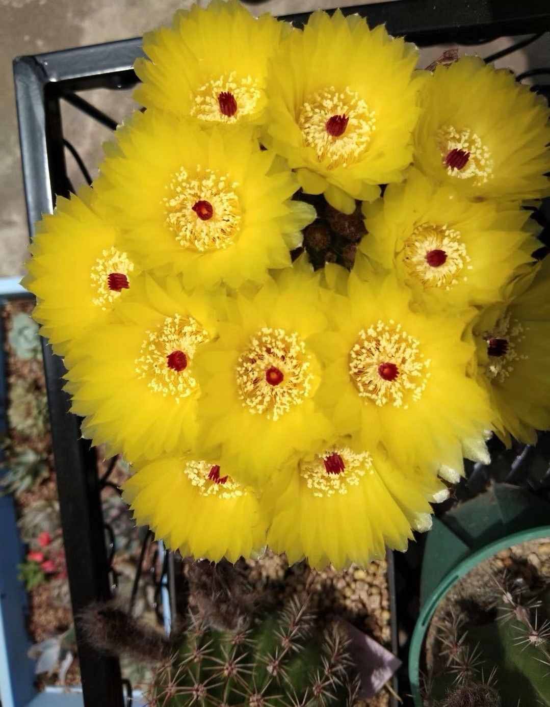 八种会开花的仙人球，每年花开好几次，美丽又好养，新手也能种