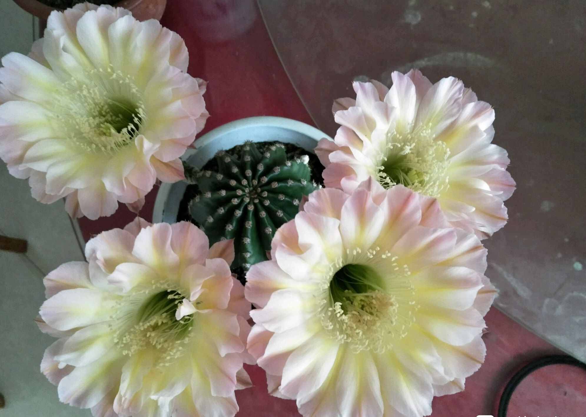 八种会开花的仙人球，每年花开好几次，美丽又好养，新手也能种