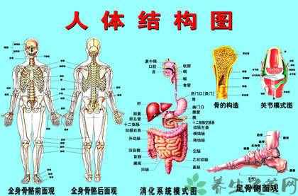 人体五脏六腑器官分布图