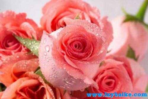 粉色玫瑰花语代表了什么意思