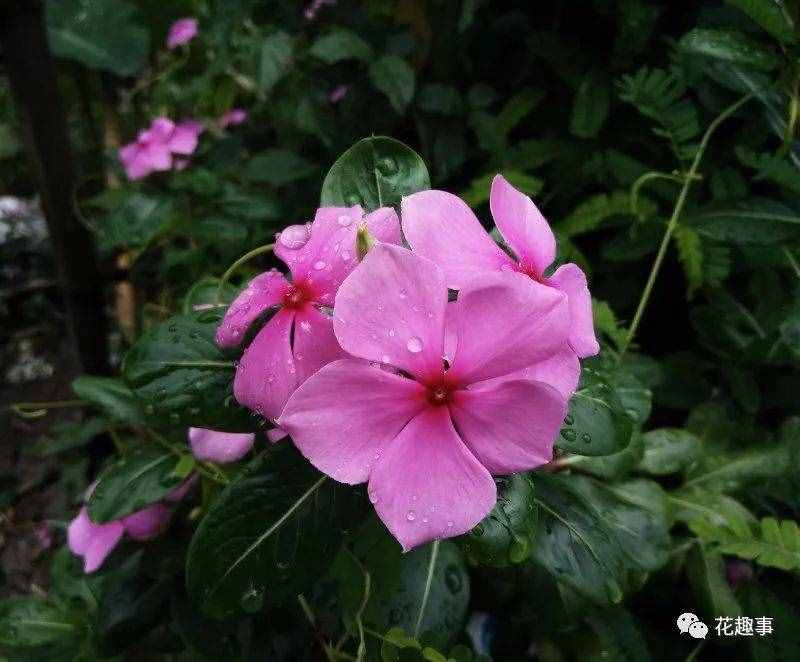 长春花和长春市有什么关系？