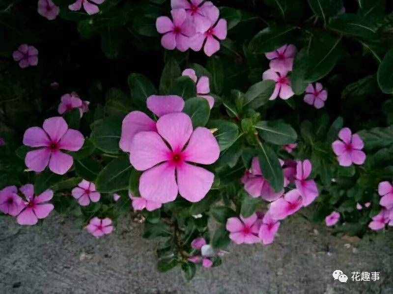 长春花和长春市有什么关系？