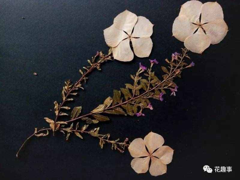 长春花和长春市有什么关系？