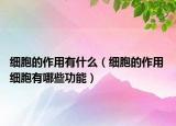 细胞的作用有什么（细胞的作用 细胞有哪些功能）