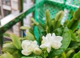 今日更新茉莉花的种植（养茉莉也要用心）