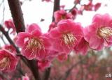 今日更新梅花的精神（梅花的特点有哪些）