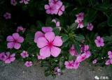 今日更新长春的市花（长春花和长春市有什么关系）