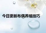 今日更新布偶养殖技巧