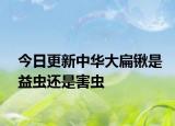 今日更新中华大扁锹是益虫还是害虫