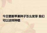 今日更新苹果种子怎么发芽 我们可以这样种植