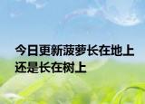 今日更新菠萝长在地上还是长在树上