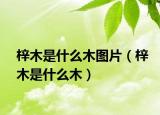 梓木是什么木图片（梓木是什么木）