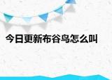 今日更新布谷鸟怎么叫
