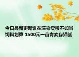 今日最新更新谁在渲染卖粮不如当饲料划算 1500元一亩青麦存猫腻