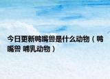 今日更新鸭嘴兽是什么动物（鸭嘴兽 哺乳动物）