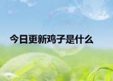 今日更新鸡子是什么
