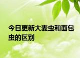 今日更新大麦虫和面包虫的区别