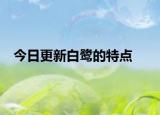 今日更新白鹭的特点