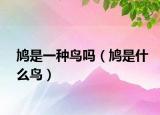 鸠是一种鸟吗（鸠是什么鸟）