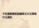 今日更新骆驼的脚掌又大又厚有什么用处