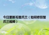 今日更新毛蟹爪兰（如何修剪蟹爪兰视频）