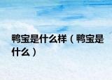 鸭宝是什么样（鸭宝是什么）