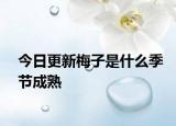 今日更新梅子是什么季节成熟