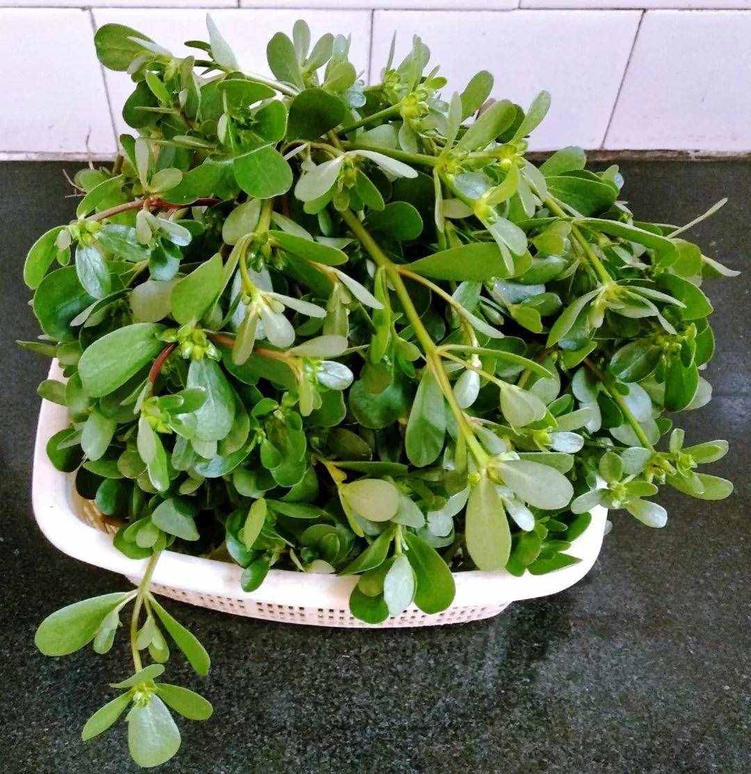 这3种降火菜，掐根枝丢土里就活，夏天饭桌少不了！
