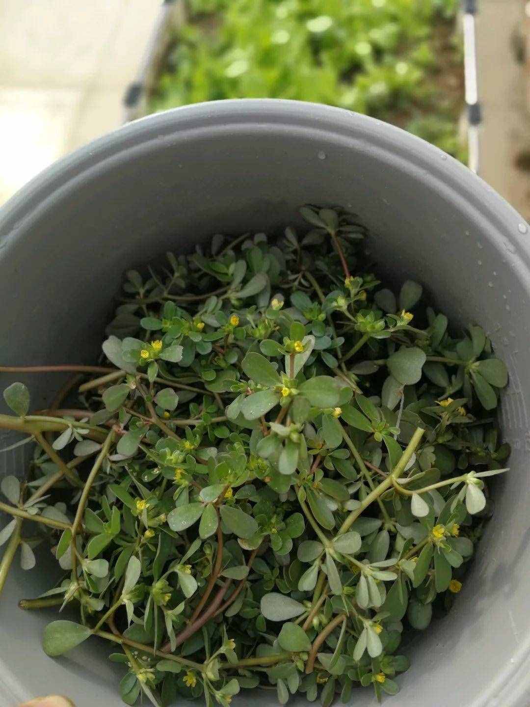 这3种降火菜，掐根枝丢土里就活，夏天饭桌少不了！