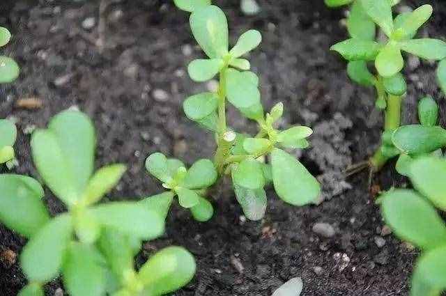 这3种降火菜，掐根枝丢土里就活，夏天饭桌少不了！