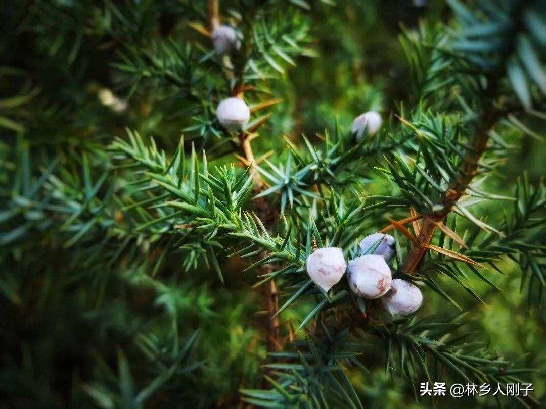 松树的功效与作用