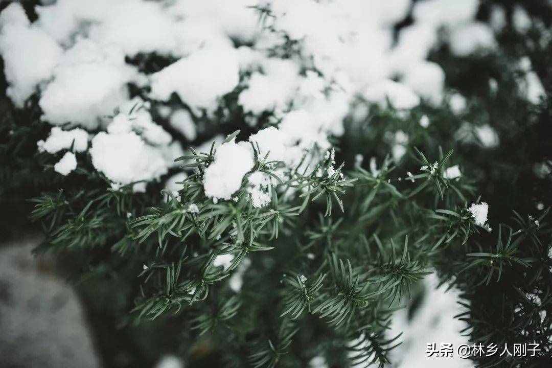 松树的功效与作用