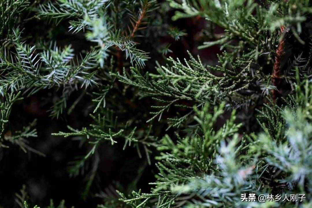 松树的功效与作用