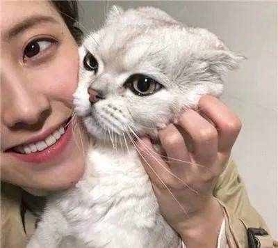 “吸猫”什么意思？为什么有人说吸猫有益健康？