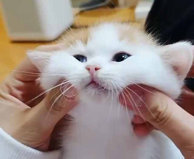 “吸猫”什么意思？为什么有人说吸猫有益健康？