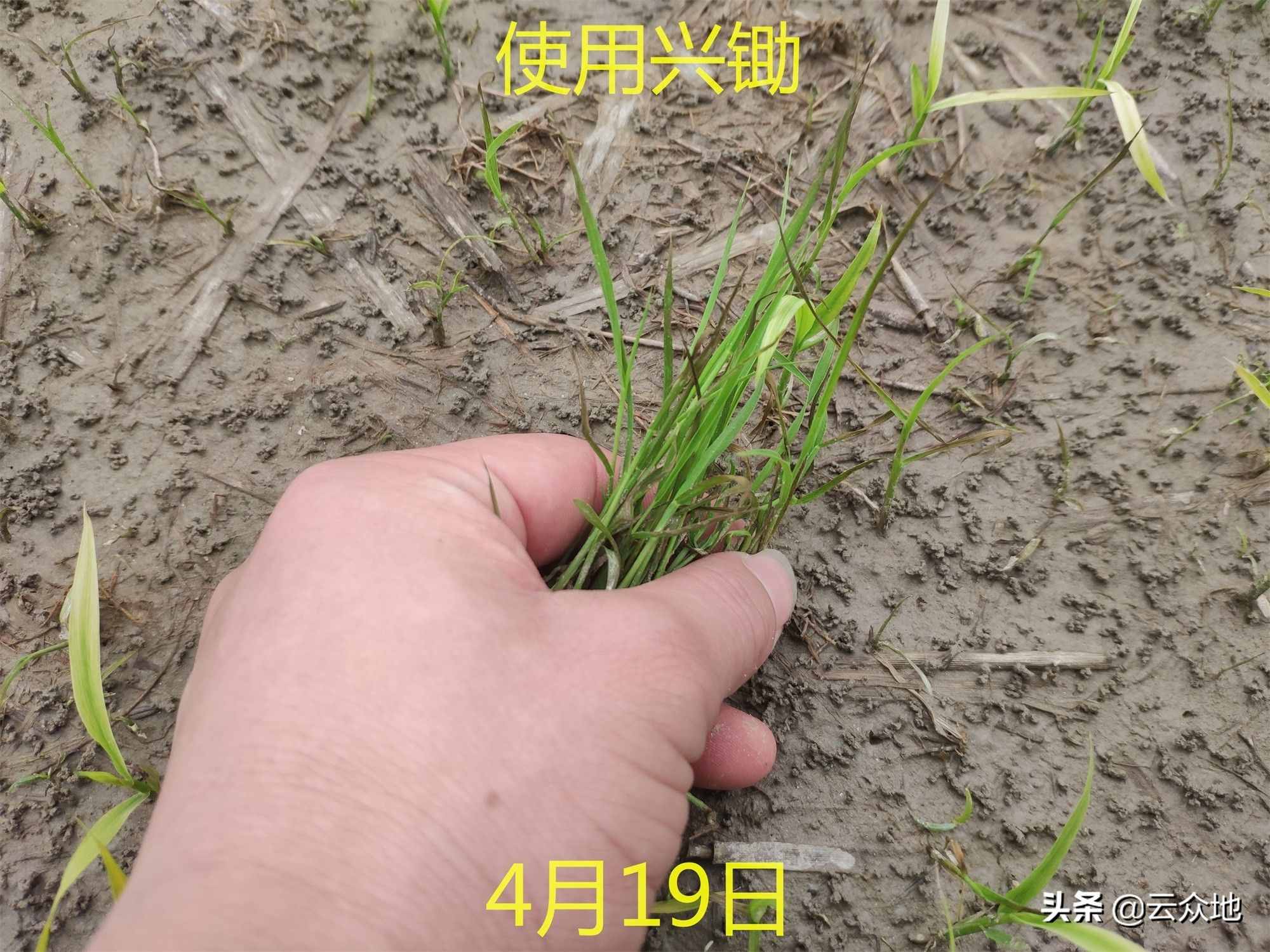 稻田稗草防除，氰氟草酯是主流配方，科学除草要排水回水并保水