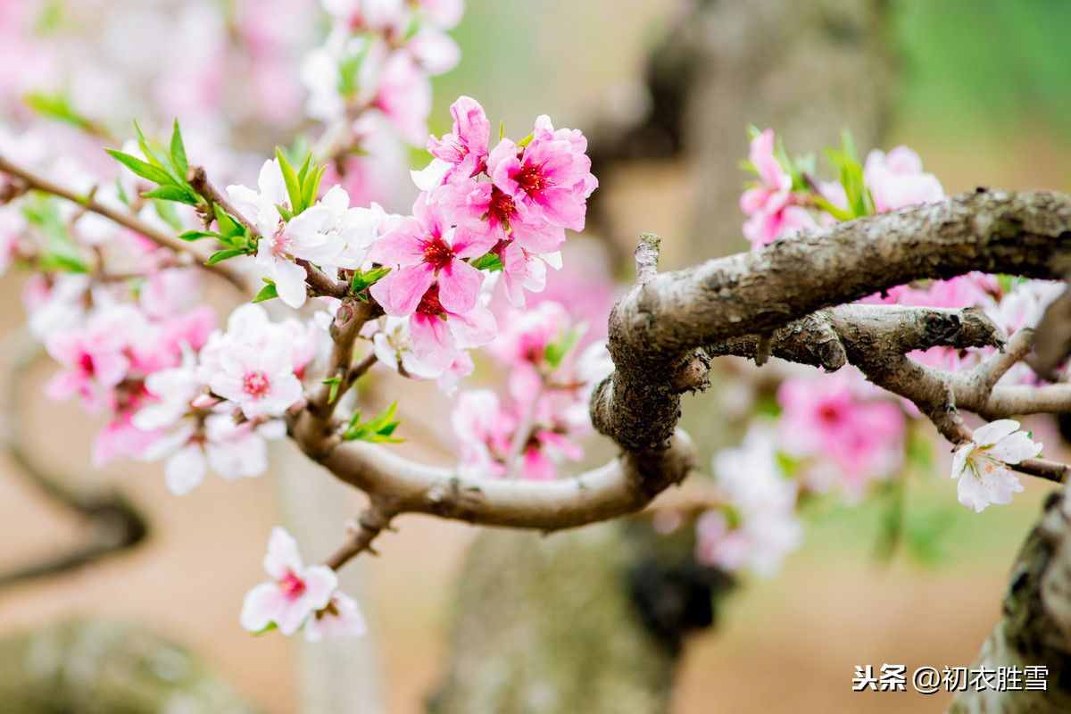 薛宝钗才真正读懂了杜甫：黄四娘家花满磎，干朵万朵压枝低