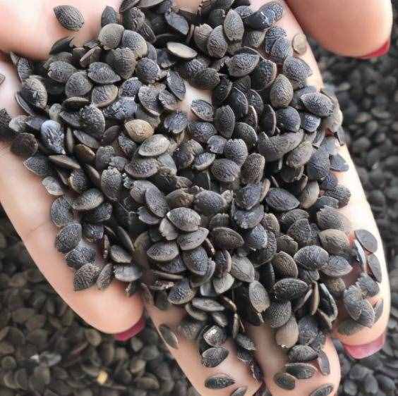 “火麻仁”润肠通便 对便秘说再见