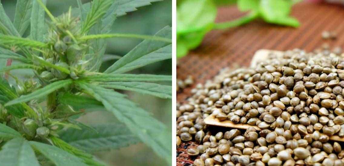 “火麻仁”润肠通便 对便秘说再见