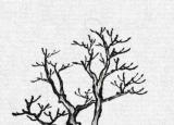 今日更新易筋经图解（易筋经的秘密）
