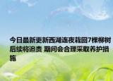 今日最新更新西湖连夜栽回7棵柳树后续将追责 期间会合理采取养护措施