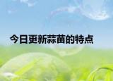 今日更新蒜苗的特点