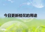 今日更新桂花的用途