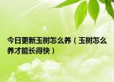 今日更新玉树怎么养（玉树怎么养才能长得快）