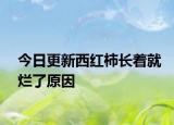 今日更新西红柿长着就烂了原因