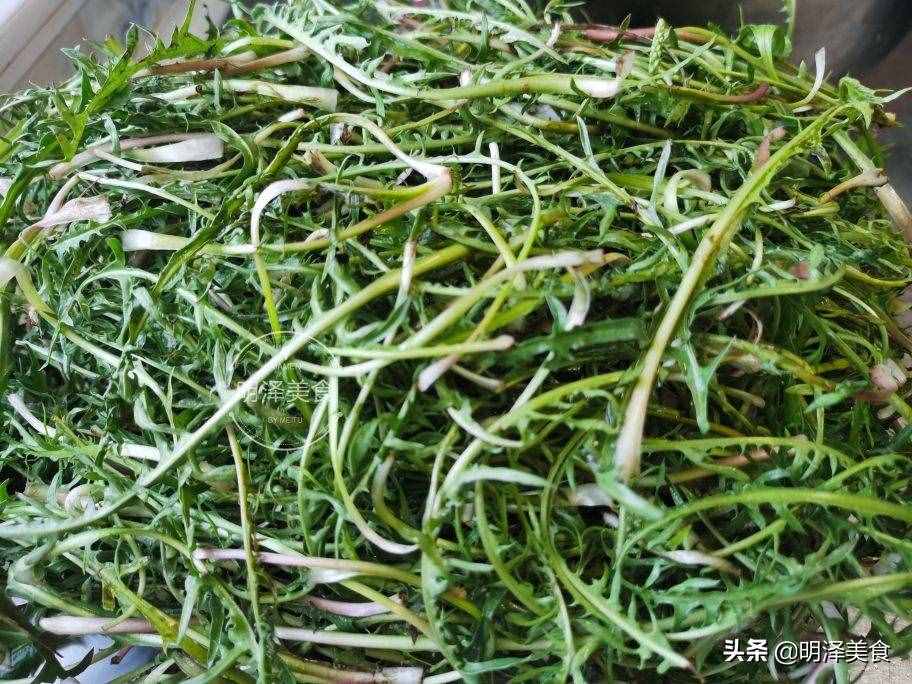 蒲公英即是中药又是野菜，生吃做馅都可以，包饺子吃太香了